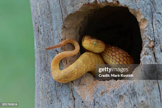 Venomous Bush Viper Snake taking over bird nest.