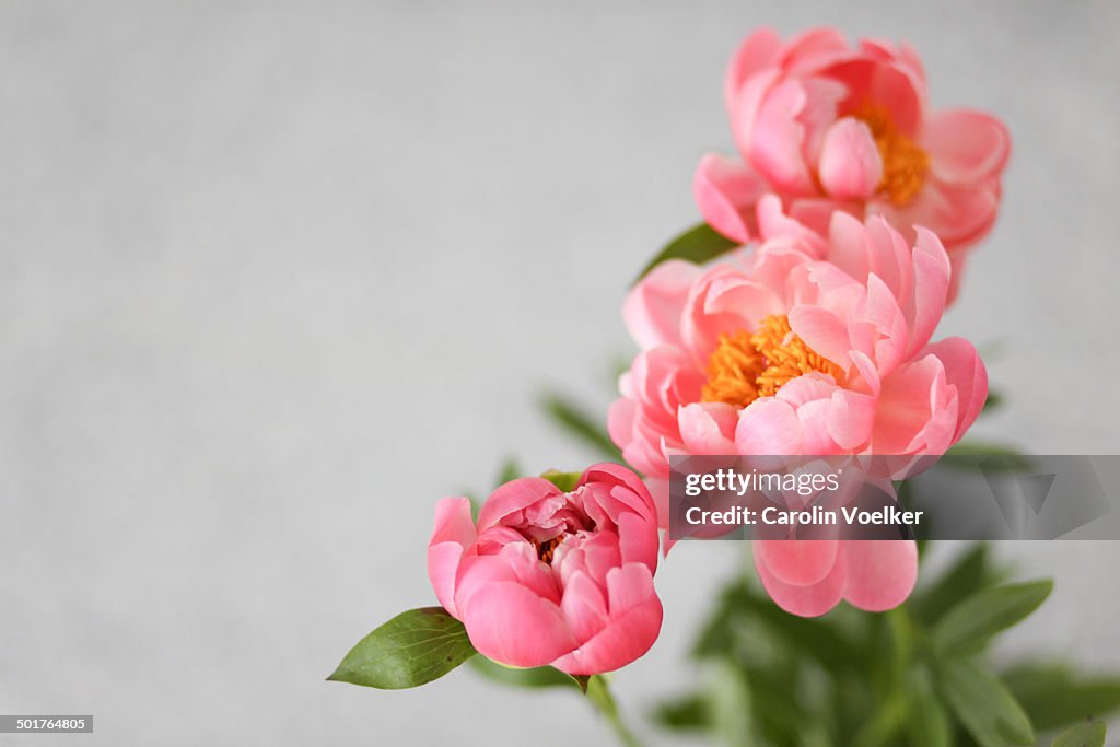 Peach colored peonies