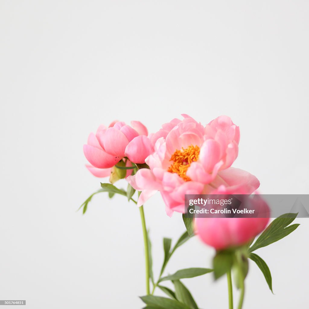 Peach colored peonies