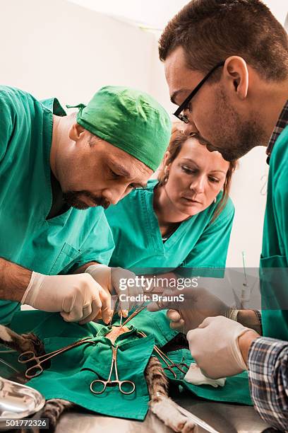 männliche tierarzt und seine kollegen der durchführung einer operation am cat. - schnittwunde stock-fotos und bilder