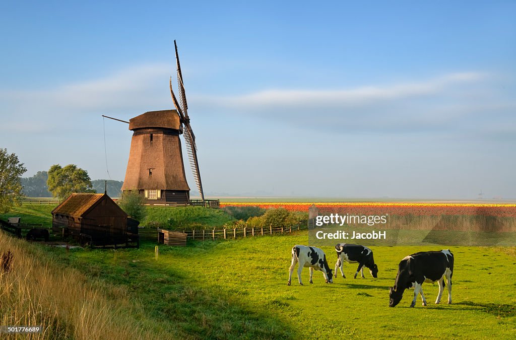 Windmill Tulips and Cows