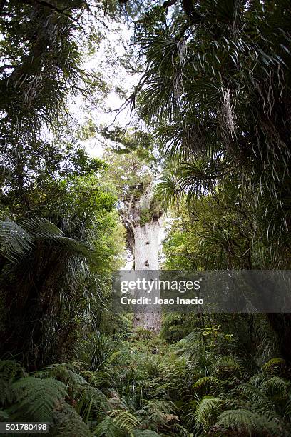 kauri tree at waipoua forest, new zealand - waipoua forest stock pictures, royalty-free photos & images