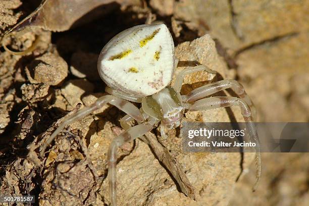 crab spider (thomisus onustus) - algarve crab stock pictures, royalty-free photos & images