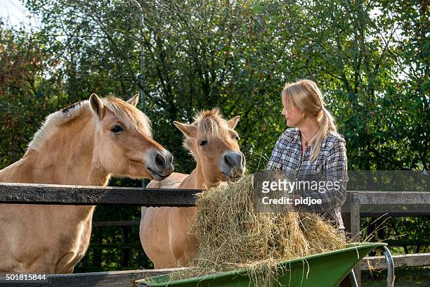woman feeding her horses - feeding stockfoto's en -beelden