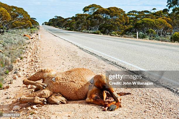 road kill, dead camel, south australia - dead camel stock pictures, royalty-free photos & images