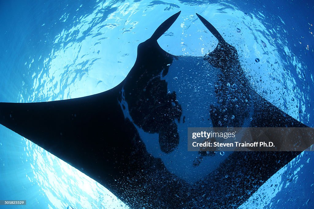 Majestic Mantas of the Revillagigedos