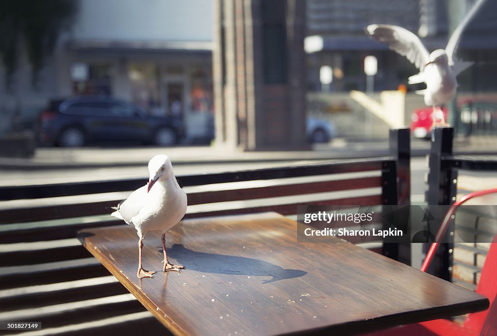 Lunch scraps for pigeons