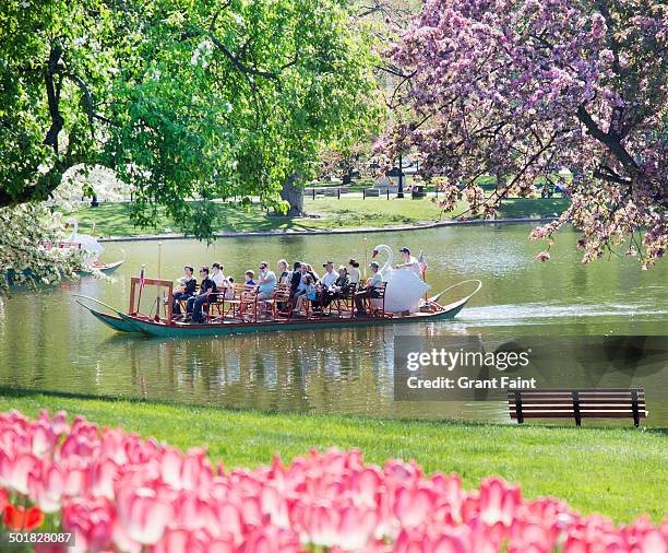 tourist on lake - boston garden stockfoto's en -beelden