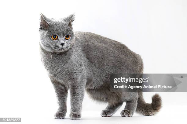 british shorthair cat - british shorthair cat stock pictures, royalty-free photos & images