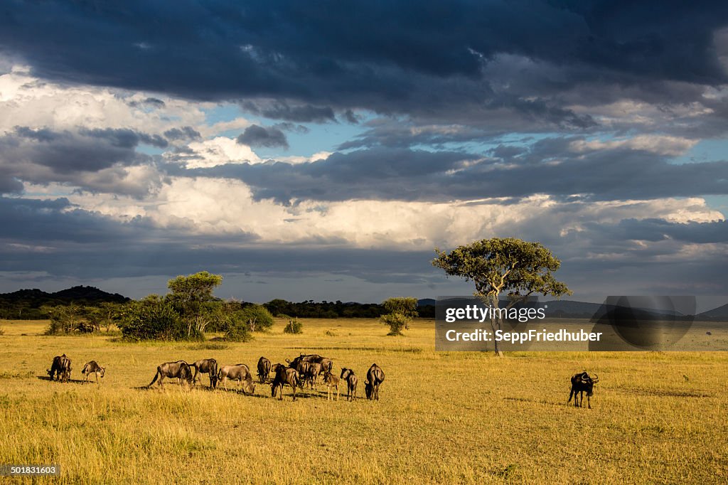 Serengeti plains con incredibile Panorama di nuvole