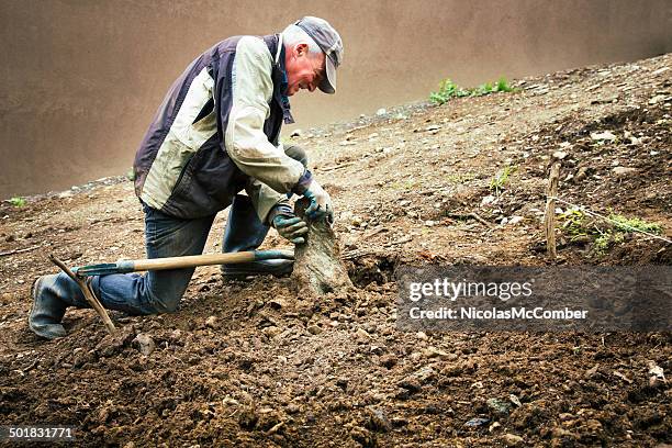 senior man removing rocks from future garden - remove obstacles stock pictures, royalty-free photos & images