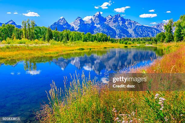 grand tetons mountains, wildflowers, summer, blue sky, water, snake river - westby stock pictures, royalty-free photos & images