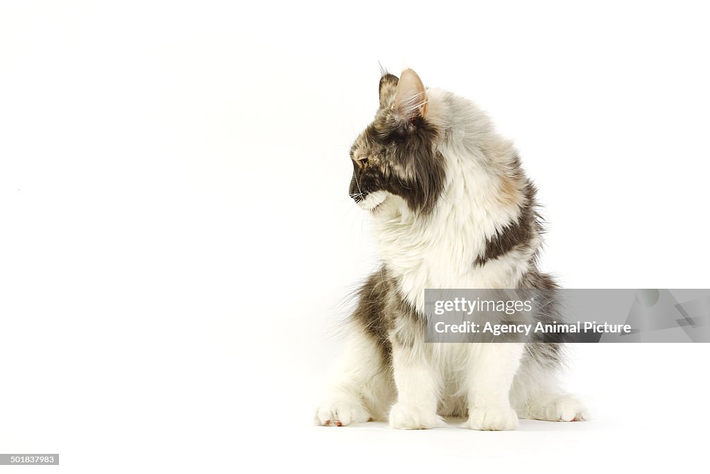 Maine coon