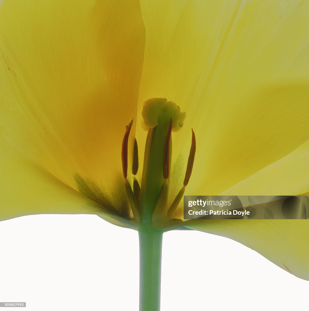 Tulip landscape