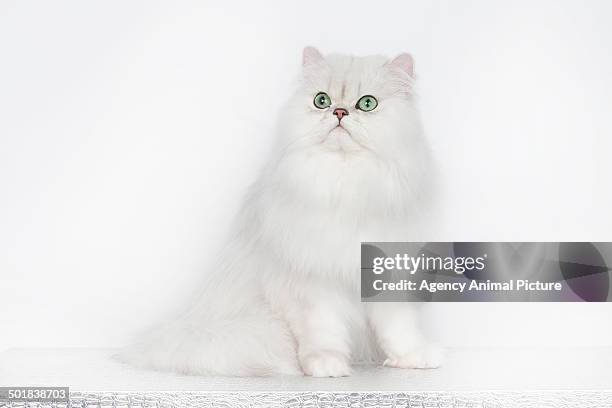 persian cat - persian stock-fotos und bilder