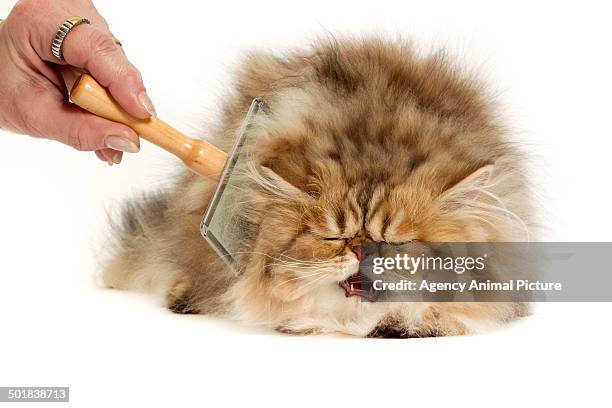 persian cat - brushing hair stock pictures, royalty-free photos & images