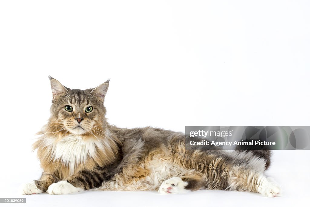 Maine coon