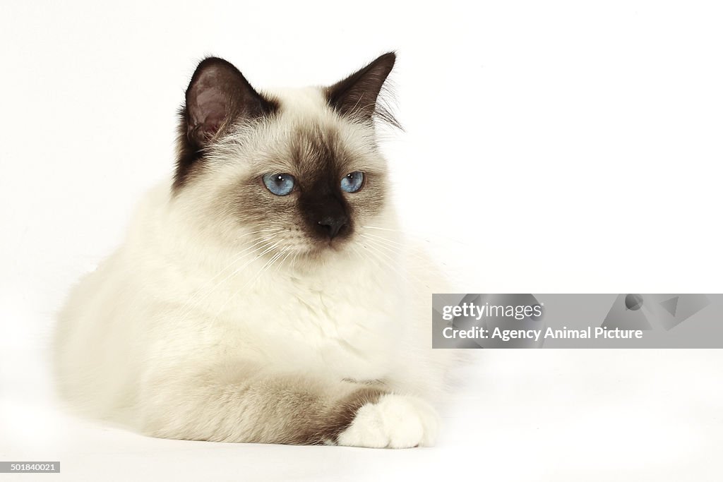 Birman cat