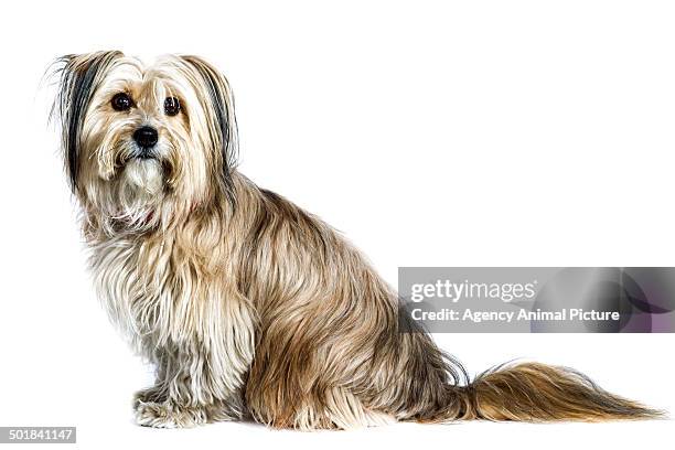 83 Brown Havanese Stock Photos, High-Res Pictures, and Images - Getty ...