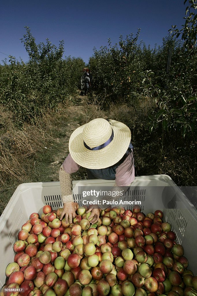 Plantation of apple