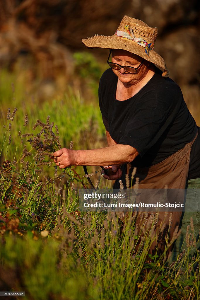 Senior Woman Harvesting Lavender, Island Hvar, Dalmatia, Croatia, Europe