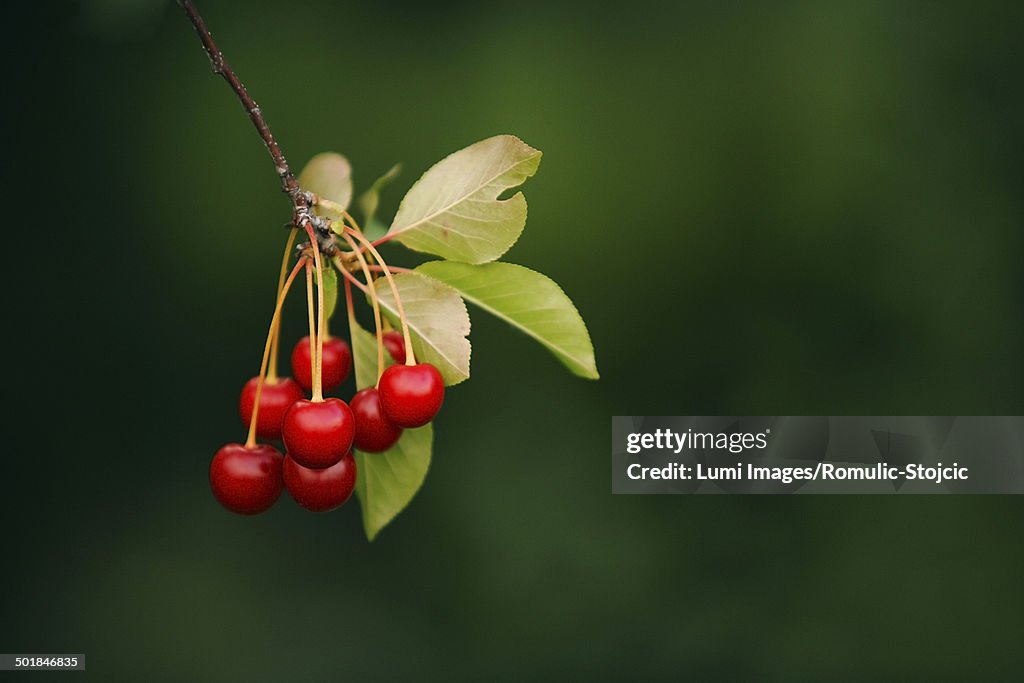 Fresh Cherries On Tree, Croatia, Slavonia, Europe