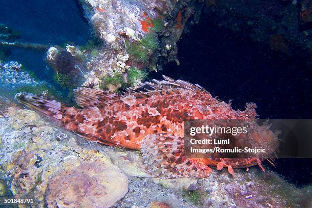 Scorpion Fish Rhin 102 Red Scorpion Fish Stock Photos, High-Res Pictures, and Images ...