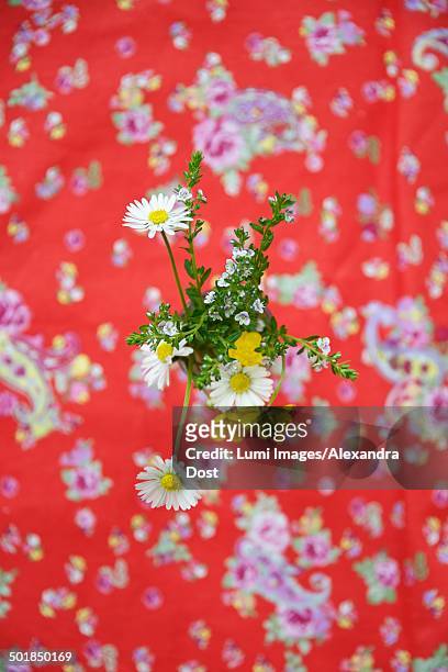 bunch of daisies, munich, bavaria, germany - alexandra summers bildbanksfoton och bilder