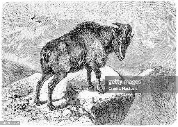 thar (capra bubalina), an indian goat - jeff brockhaus stock illustrations