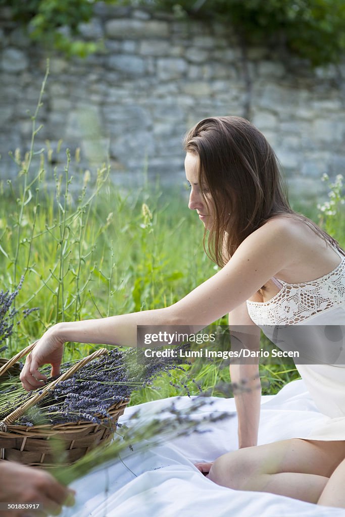 Woman Tying Lavender Bundles, Croatia, Dalmatia, Europe