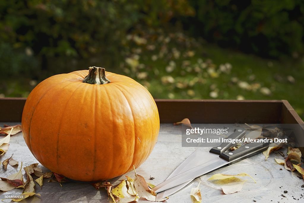 Pumpkin on table