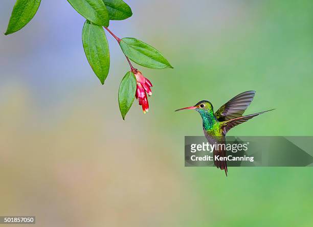 rufous-tailed hummingbird, - hummingbirds stock-fotos und bilder
