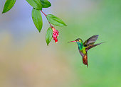 Hummingbird , Rufous-tailed