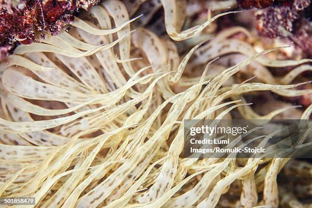 anemonia sulcata, adriatic sea, croatia, europe - anemonia sulcata fotografías e imágenes de stock