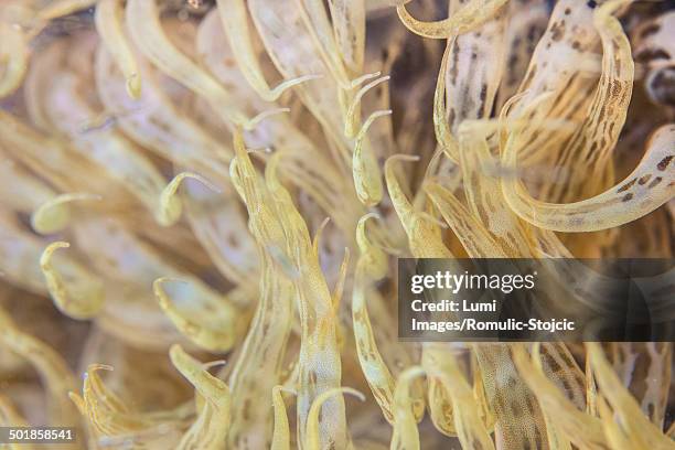 anemonia sulcata, adriatic sea, croatia, europe - anemonia sulcata fotografías e imágenes de stock