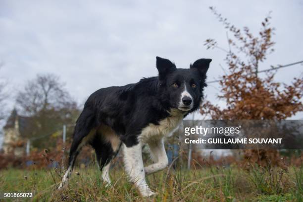 Truffle dog named "Touk-Touk" looks for the Rabelaisienne Black Truffle on December 11, 2015 in Chinon, during a "cavage" operation. - The...