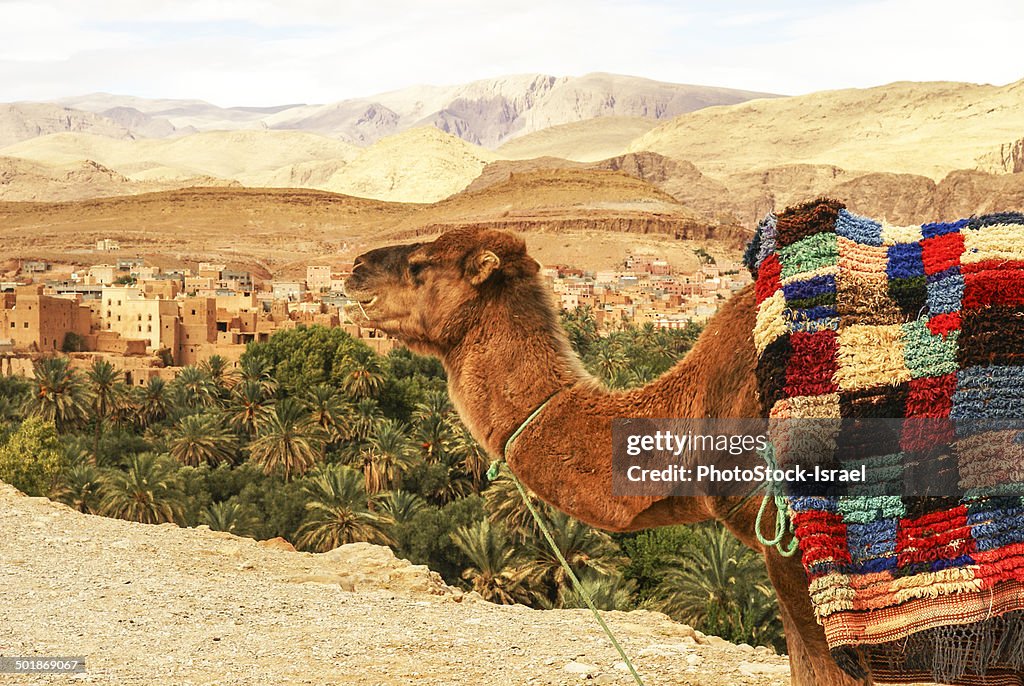 Camel, mud houses in background, Casbah Ait Bujan, Todra Gorge, Dades Valley, Morocco
