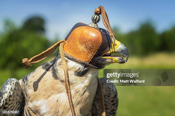 close up image of kestrel in hood - stourbridge stock pictures, royalty-free photos & images