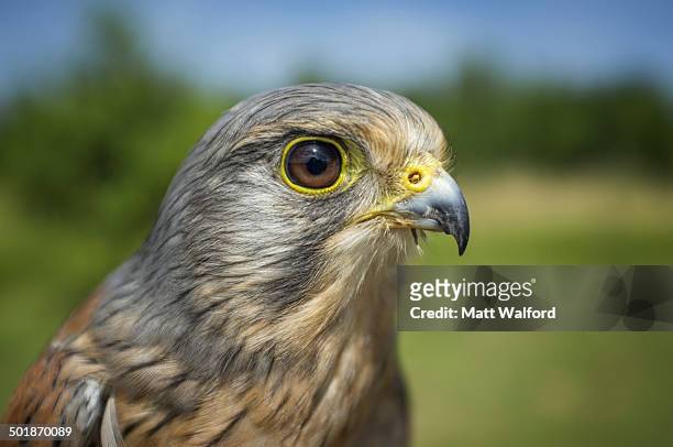 close up image of kestrel - bird of prey stock pictures, royalty-free photos & images