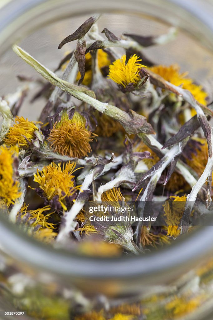 Close up of a jar containing dried coltsfoot (Tussilago farfara) stems and flowers. Used in herbal medicine and food