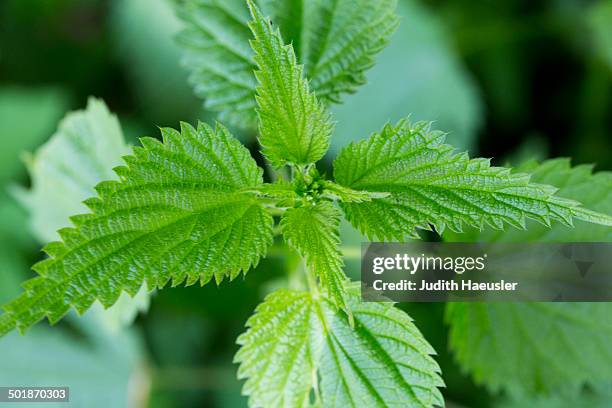 close up of stinging nettle (urtica) plant and leaves - urticaceae fotografías e imágenes de stock