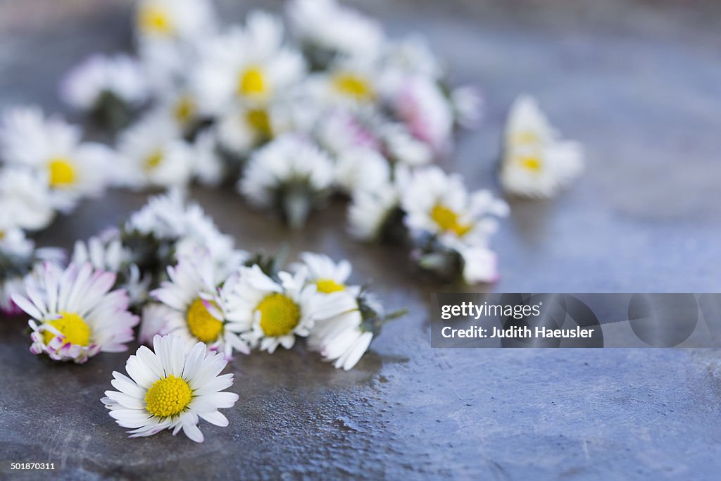 Picked daisy (Bellis perennis) flower heads. Used in herbal medicine