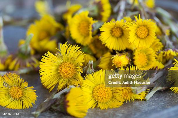 close up of coltsfoot (tussilago farfara) stems and flowers. used in herbal medicine and food - coltsfoot photos et images de collection