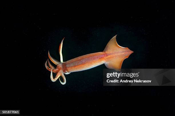 20 Japanese Flying Squid Stock Photos, High-Res Pictures, and Images