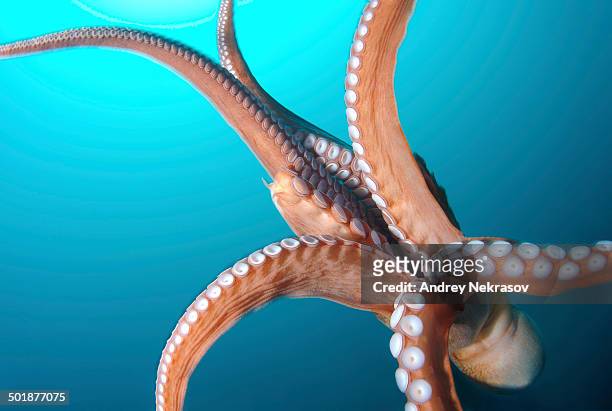 giant pacific octopus or north pacific giant octopus -enteroctopus dofleini-, japan sea, primorsky krai, russian federation - giant octopus stock pictures, royalty-free photos & images