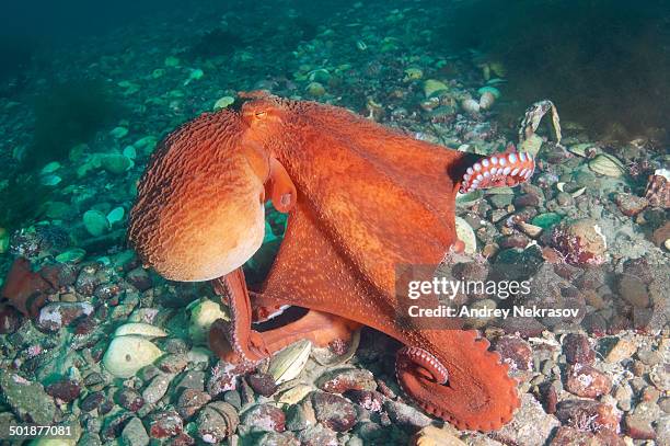 giant pacific octopus or north pacific giant octopus -enteroctopus dofleini-, japan sea, primorsky krai, russian federation - cephalopod stockfoto's en -beelden