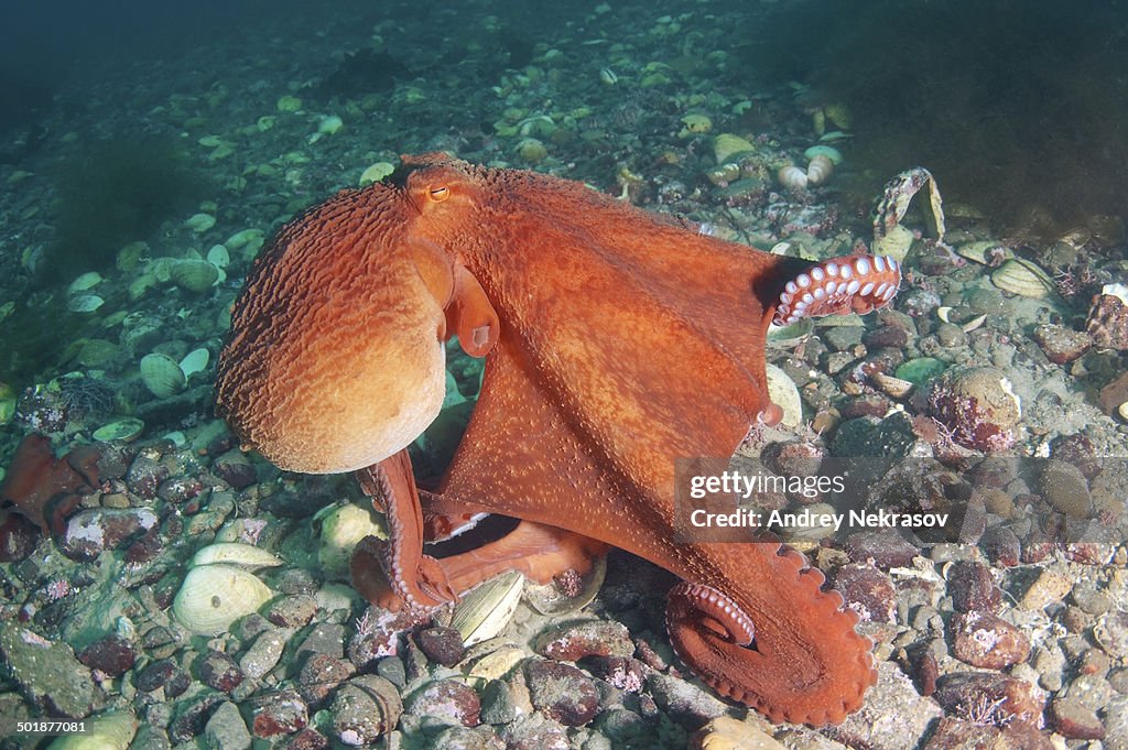 Giant Pacific octopus or North Pacific giant octopus -Enteroctopus dofleini-, Japan Sea, Primorsky Krai, Russian Federation