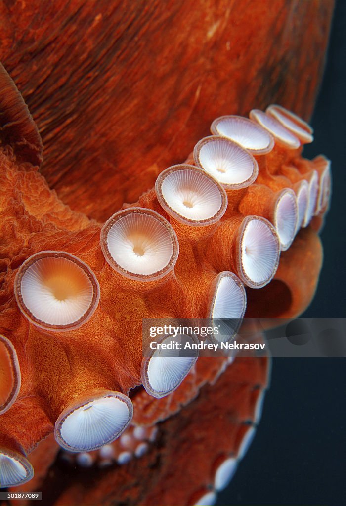 Suckers of Giant Pacific octopus or North Pacific giant octopus -Enteroctopus dofleini-, Japan Sea, Primorsky Krai, Russian Federation