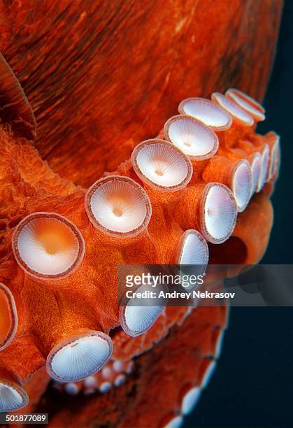suckers of giant pacific octopus or north pacific giant octopus -enteroctopus dofleini-, japan sea, primorsky krai, russian federation - giant octopus stock pictures, royalty-free photos & images