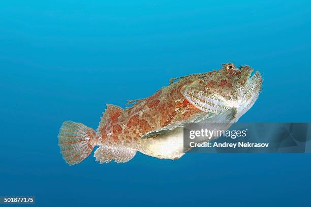 Raven Fish 256 Sea Raven Stock Photos, High-Res Pictures, and Images - Getty Images